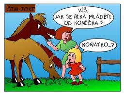 koňátko
